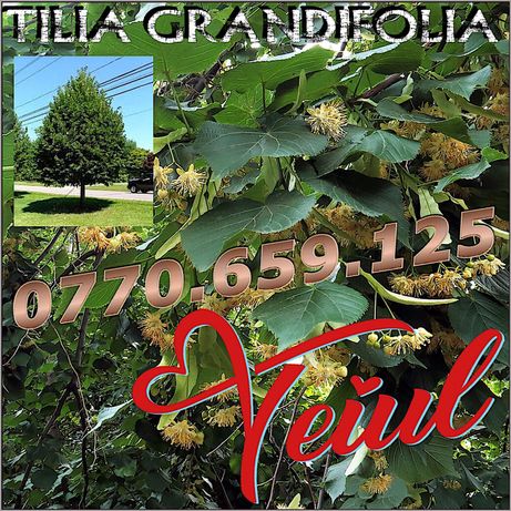 Teiul ( Tilia Grandifolia )