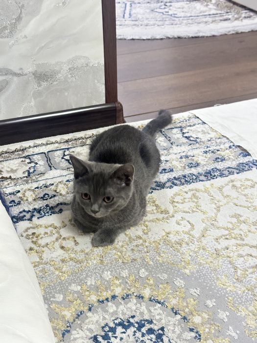 Шотландские кошки