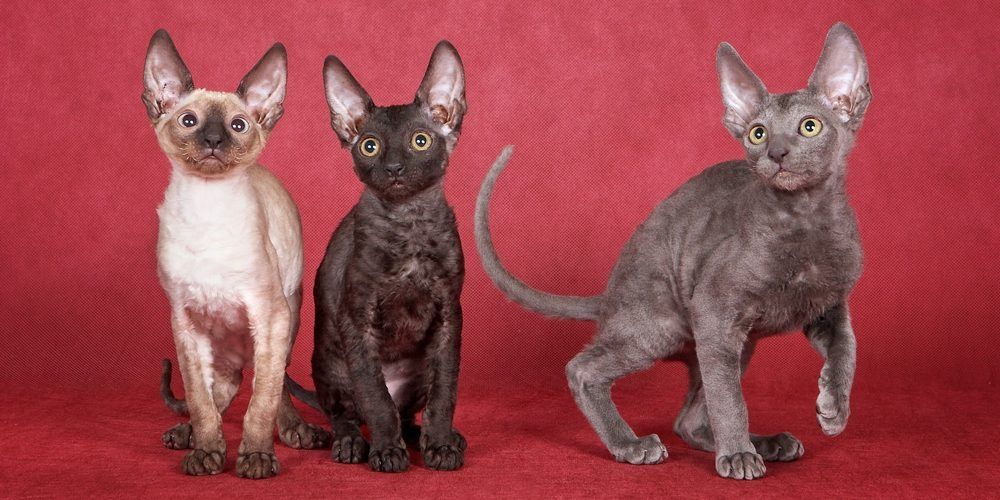 Продам котят  Корниш-Рекс
