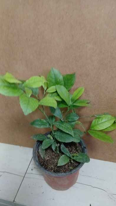 Лимон сорт ташкентский плодоносящий