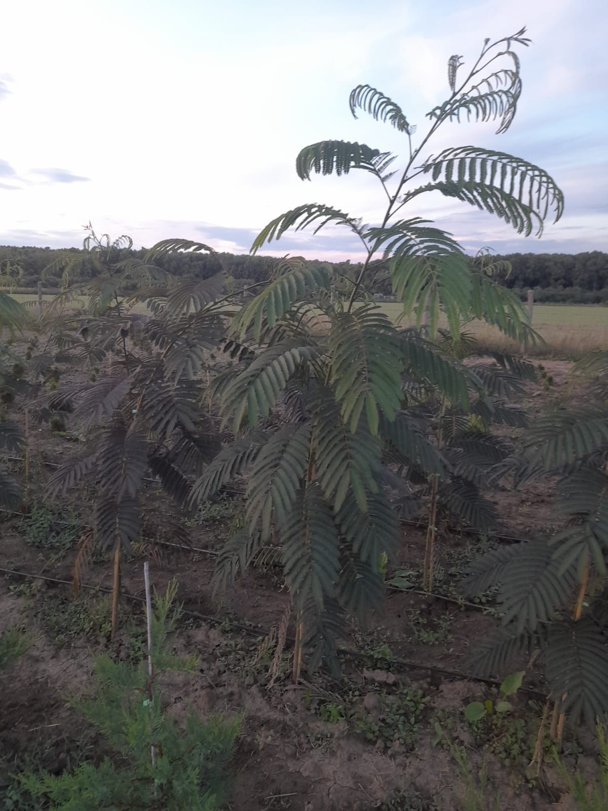 Arborele de mătase 150 220 cm la ghiveci