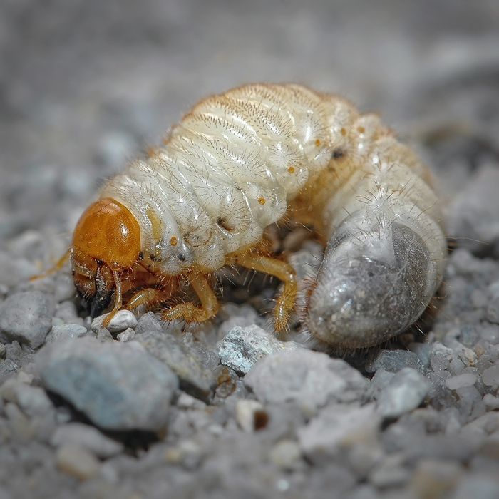 Гусеница белая кораед