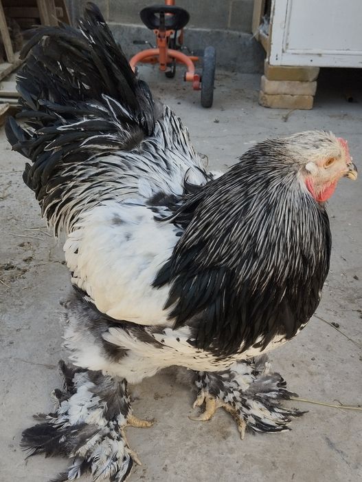 Тёмни пух хурозла сотилади.