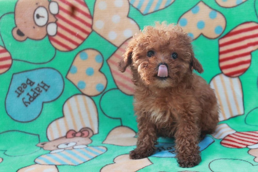 Эксклюзивная девочка,мальтипу F1, супер мини