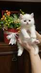 Scottish Fold Scottish Straight