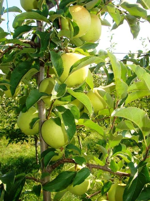 Vand mere (diverse soiuri)