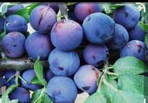 prune de tuica 2 lei kg