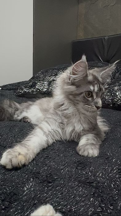 Женска котка Maine Coon/ Мейн Куун