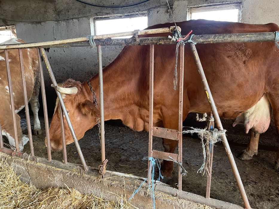 Всякакви селско стопански животни