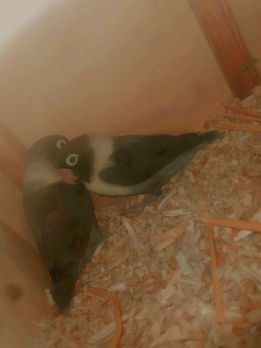 Nerazluchnik para tayor 1 bor ishlagan