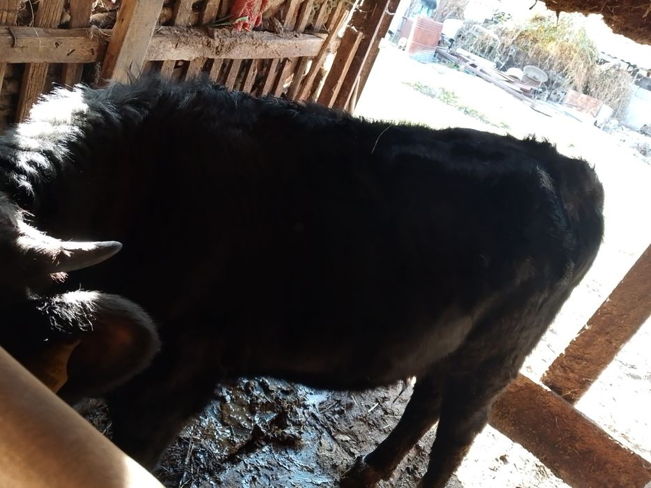 1.5 жасар.ургашы .бузау сатам