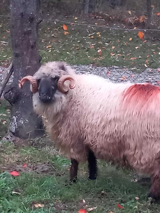 Vand berbece bucalau