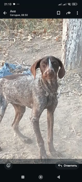 Дратхар күшік сатылады