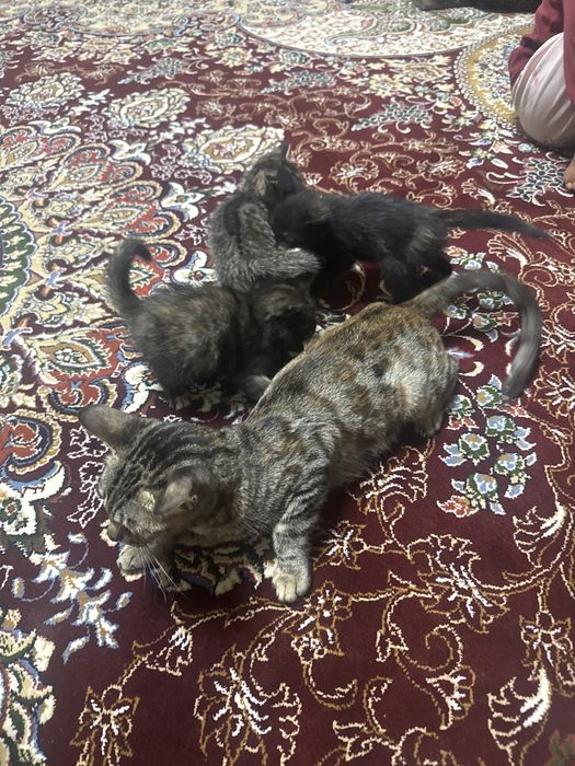 Яхши мушуклар тоза яхши қўлларга берилади