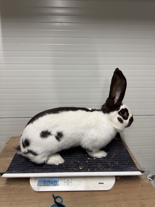 Femela matura fluture german havana