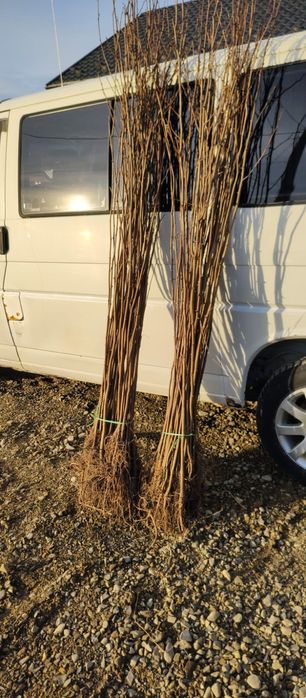 puieți de salcâm pentru împădurirea terenurilor degradate, agricole