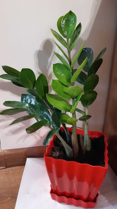 hoya carnosa tradescantia zebrina uriasa, zz zamioculcas  si rhipsalis