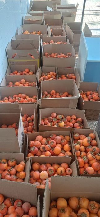 Xurmo sotiladi narxi 5000 so’mdan