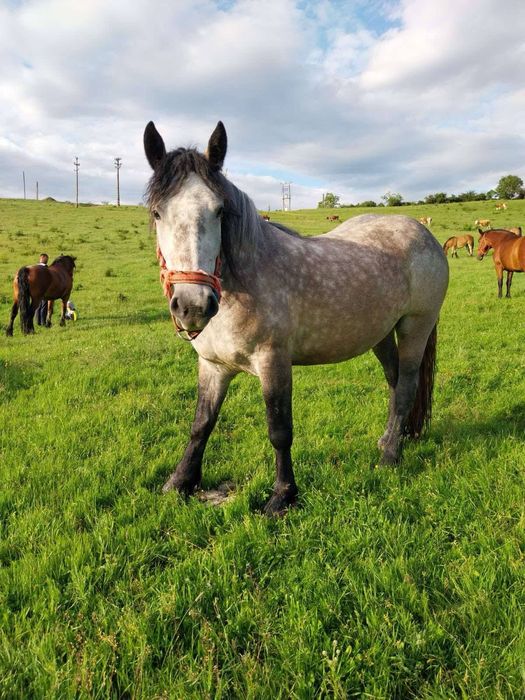 Iapa de 3ani si manz de 6 luni