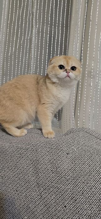 Скотиш-фолд золотая шиншилла девочка