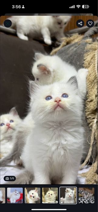 Котенок Regdoll срочно