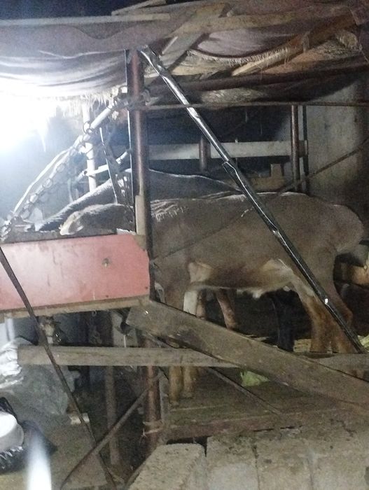 Qirgʻiz qoʻzi qoʻchqorlari!