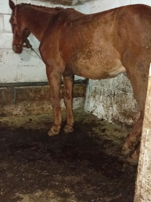 Vând cal sau schimb