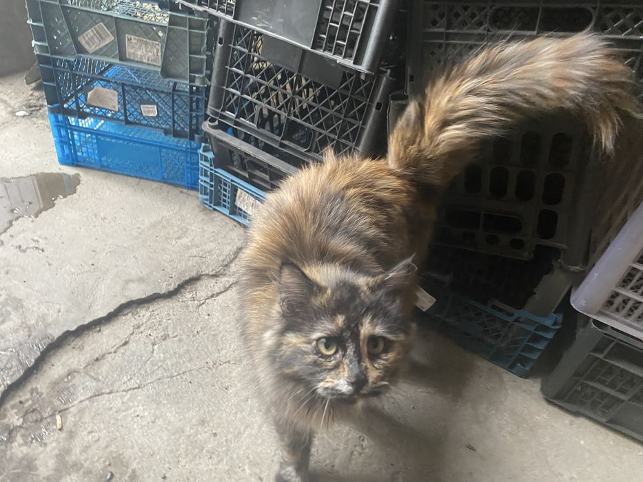 Отдам котенка с мамой