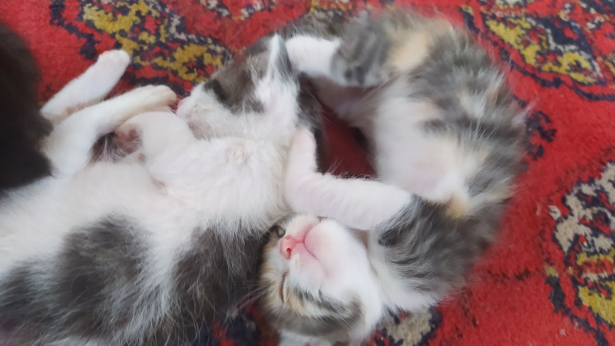 Котята 1 месяц,5 котят