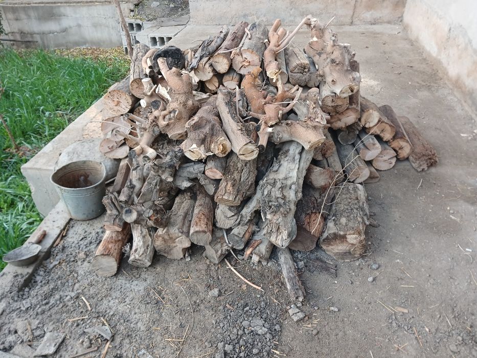 Курук утин 1 лабо кузов чикади