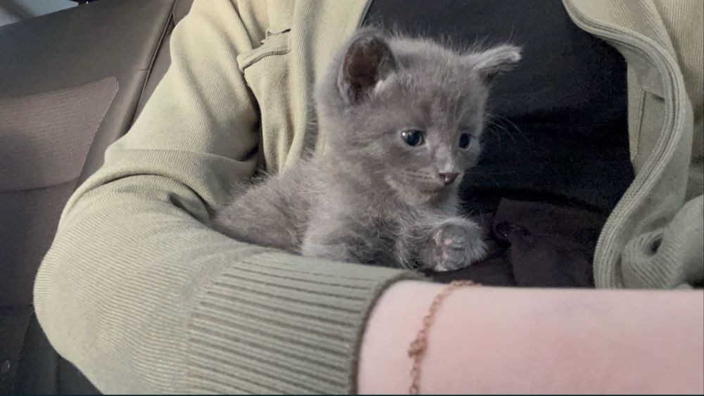 продается кот, котенок, кошка