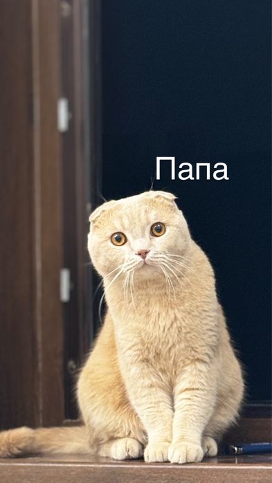 Скотиш фолд 1 ойлик
