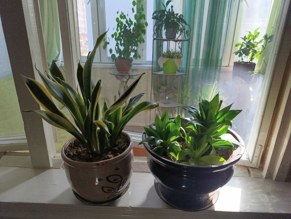 Домашние цветы,круглогодично зелёные, любят рассеянный солнечный свет.