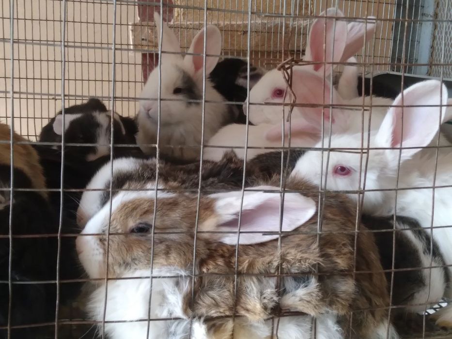 Куёнчалар тезда сотилади