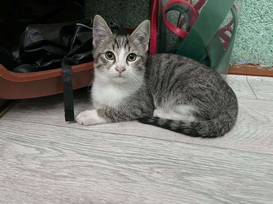 Отдам котят в добрые руки