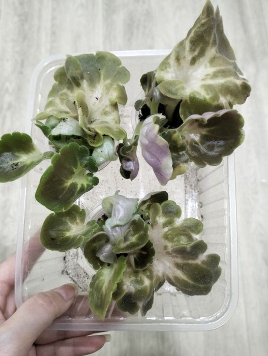 Продам деток сортовых фиалок