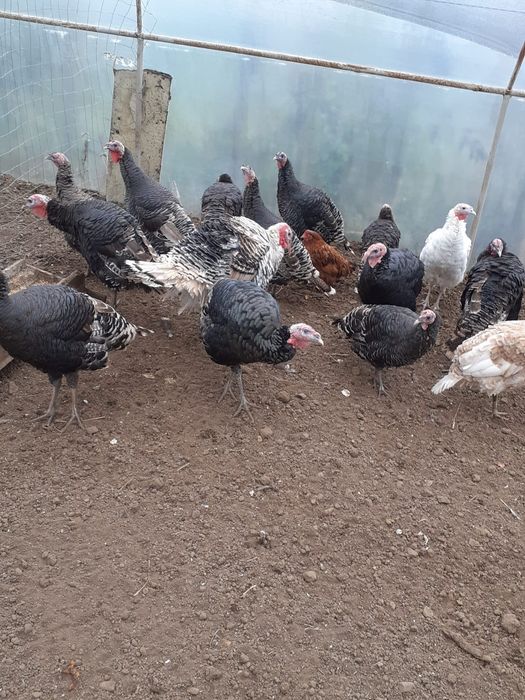 Curci și curcani  de vânzare               .