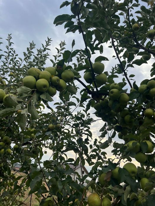 Vand mere Idared si Golden