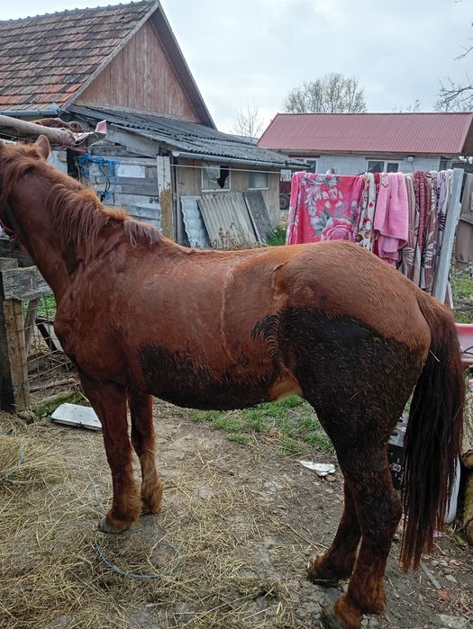 Cal castrat de vânzare