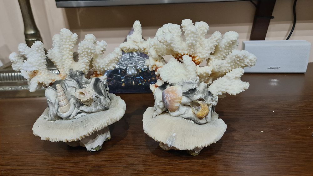 Decoratiune ornament coral natural,scoica,proveniența india,superb