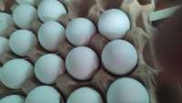Яйца оптом минимум коробка 360шт