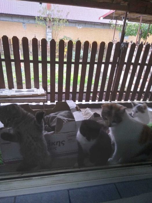 Adoptie !! Pisicute !!