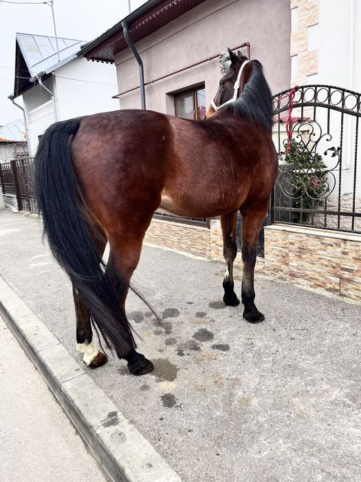 Cal trapas de ploiesti