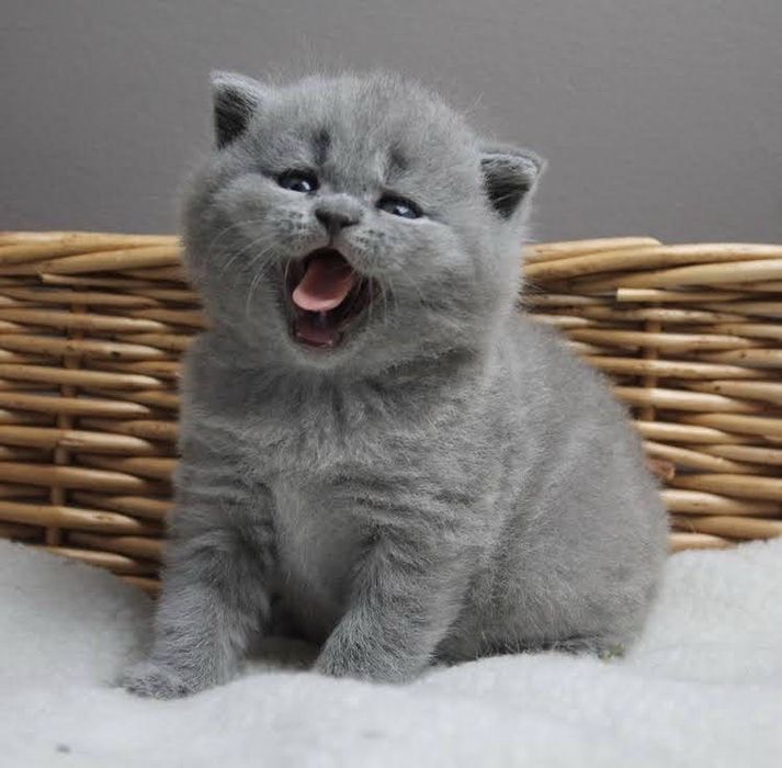 Шотландска клепоуха