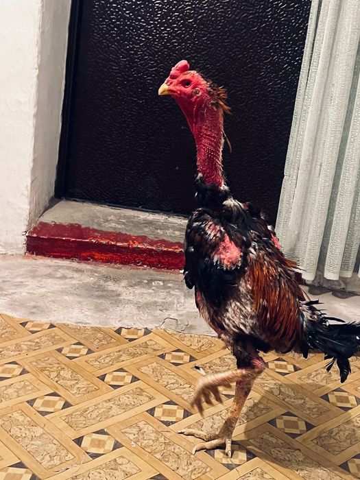 2 дәкен қораз сатылады