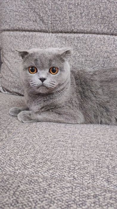 Продаю котёнка Скоттиш Фолд