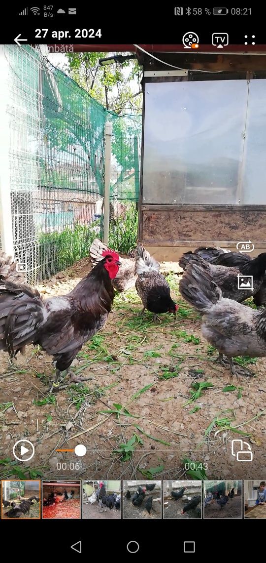 Oua  de incubat de la gaini Australorp