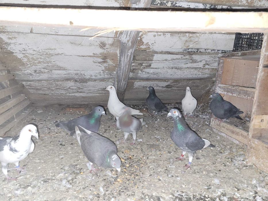 Vând sau schimb porumbei