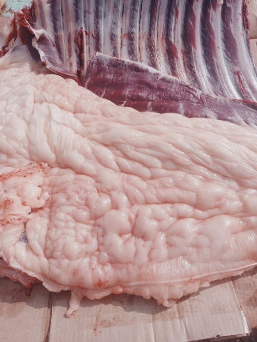 Мясо. Ет. Конина.