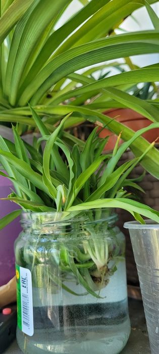 Продам ОТРОСТКИ Хлорофитрума